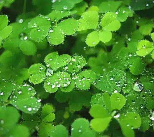 国产人人草,人人草，绿色健康生活新选择